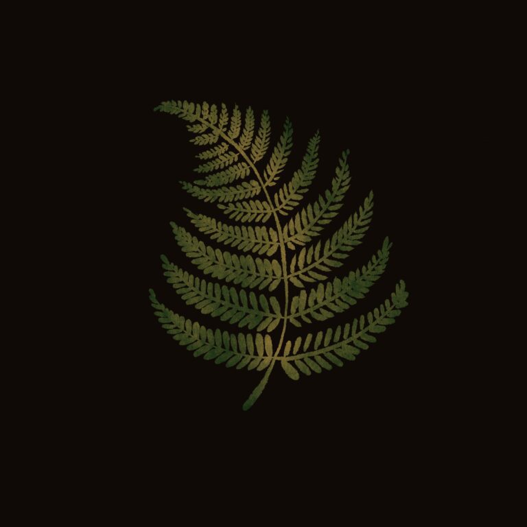 midnight fern